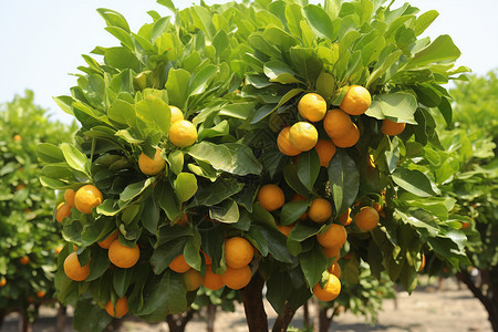 农场中的柑橘树图片