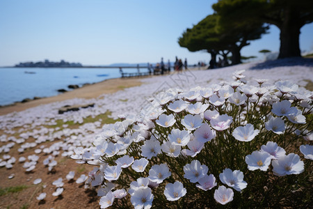 夏季北海道盛开的美丽花朵高清图片