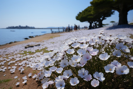 夏季北海道盛开的美丽花朵图片