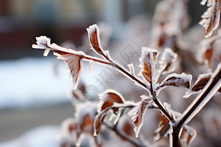 户外霜冻的枝叶景观图片