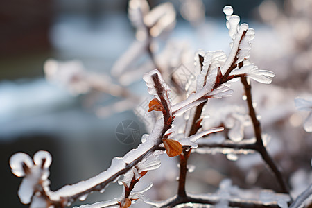 冬天户外霜冻的植物图片