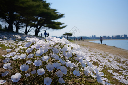 美丽的湖边花丛景观图片