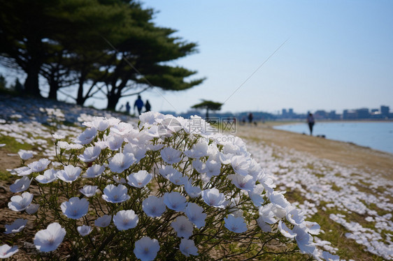 美丽的湖边花丛景观图片