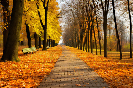 秋天城市公园的景观图片