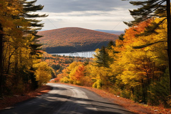 金黄色的秋天森林景观图片