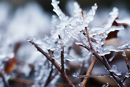 冬季霜冻的植物图片
