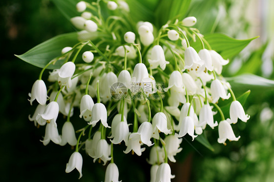 美丽的百合花花朵图片