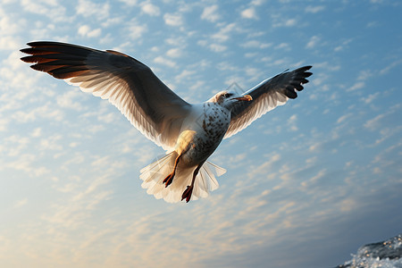 多云天气的海鸥图片