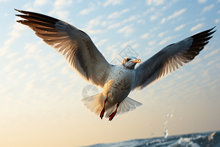 飞在高空的海鸥图片