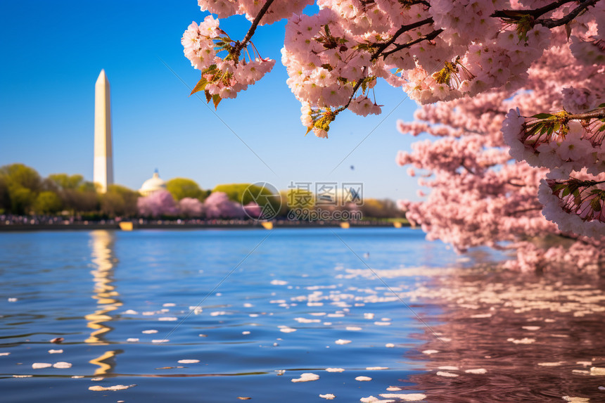 华盛顿纪念碑和绽放的樱花图片