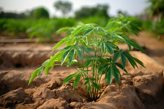 土壤里的植物图片