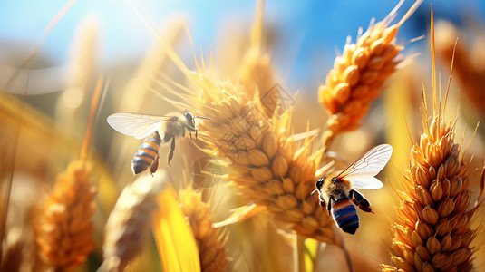 蜜蜂蝴蝶小麦上的蜜蜂背景