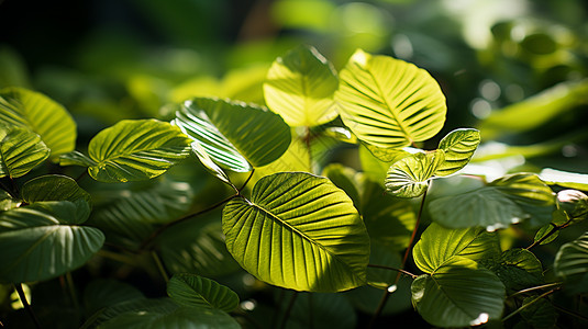 翠绿的植物叶子背景图片