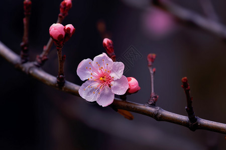 树上的梅花背景图片