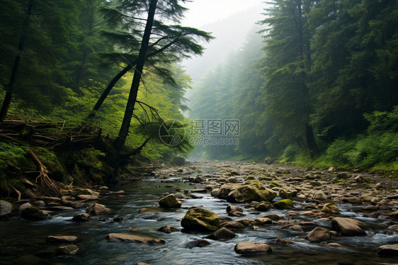 森林的河流图片
