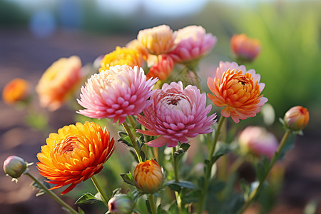 菊花盛开日子绽放的菊花背景