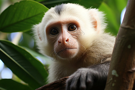 丛林的卷尾猴图片
