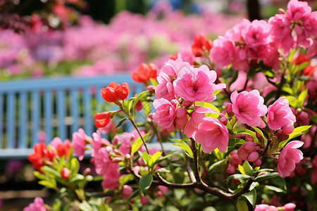 郁金香花园图片