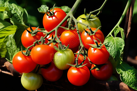一串红绿的番茄高清图片