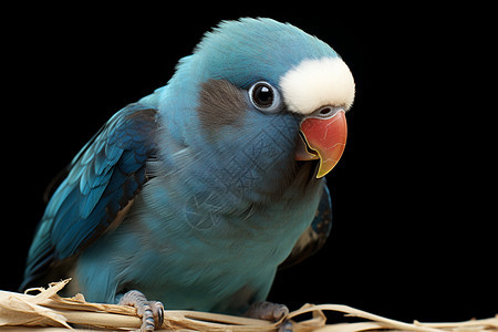 可爱的蓝色鹦鹉图片