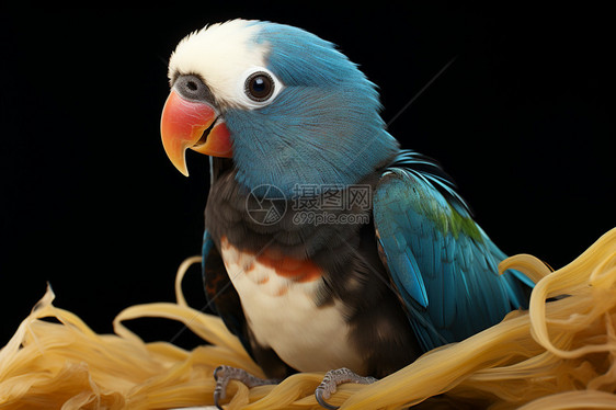 蓝色羽毛的鹦鹉图片