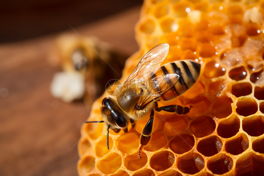 蜂巢中忙碌的蜜蜂图片
