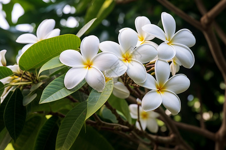 白色鸡蛋花黑白白色的鸡蛋花背景