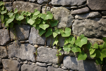 乡村建筑墙壁上的植物图片