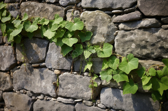 乡村建筑墙壁上的植物图片
