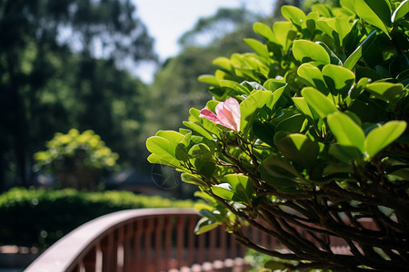 夏季花园的美丽景观图片