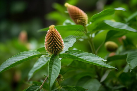 小小的花苞图片