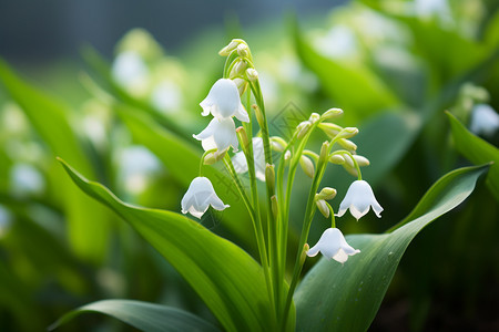 美丽的百合花花朵图片