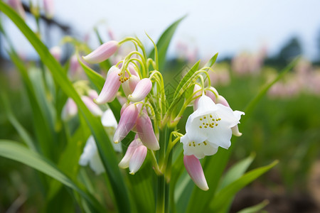 户外田野中盛开的百合花图片