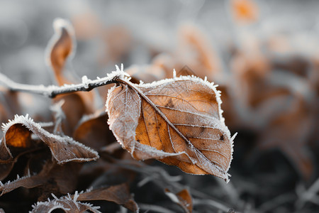 霜冻的树叶图片
