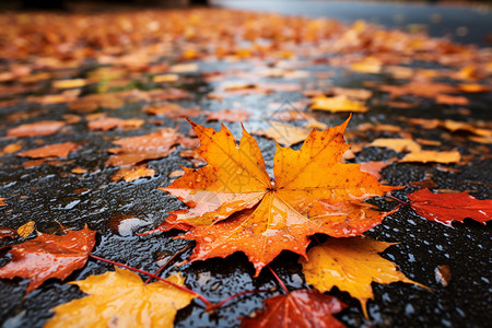 秋天的道路秋雨飘零，枫叶满地背景
