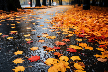 城市雨后道路上的枫叶图片