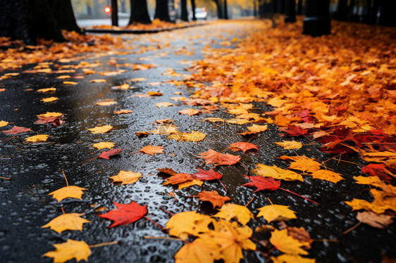 城市雨后道路上的枫叶图片