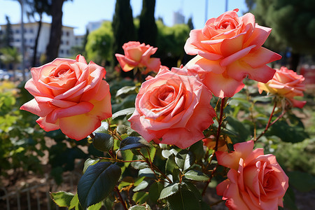 户外美丽的粉色玫瑰花丛背景图片