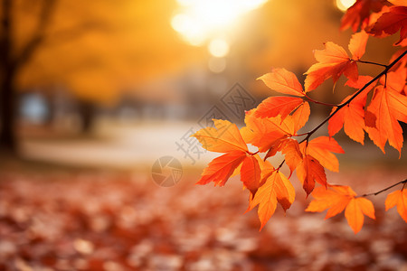 美丽的秋天公园景观高清图片
