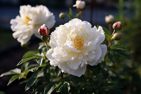 夏季盛开的白色牡丹花背景图片