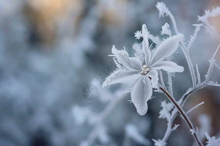 冬季美丽的霜冻野花图片