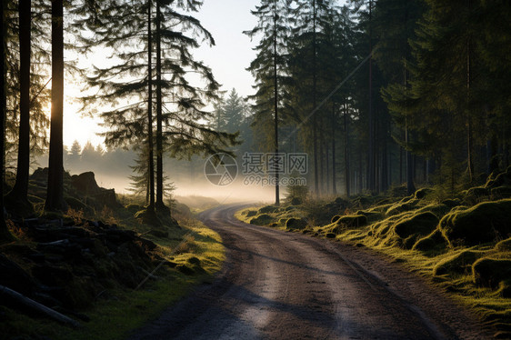 森林中弯曲道路的迷雾景象图片