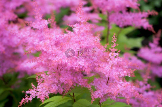 缤纷的花海图片