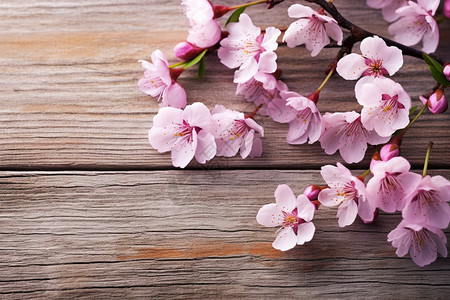 粉色木板粉色花朵在枝条上背景