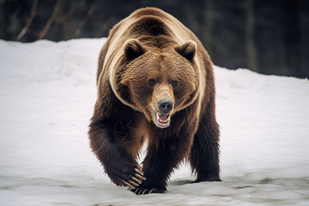 壮硕的北极熊背景图片