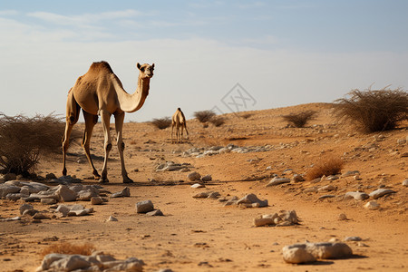 穿越沙漠的骆驼图片