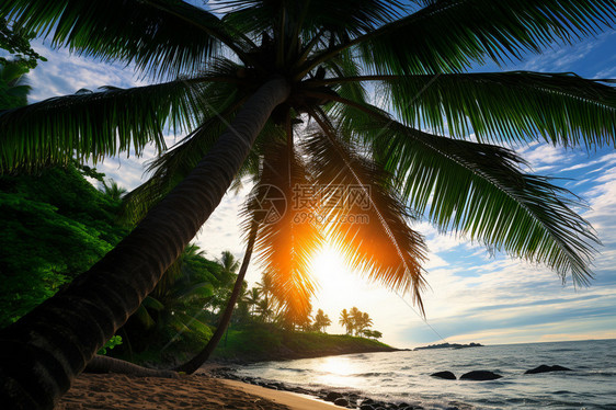 海滩背景下的棕榈树图片