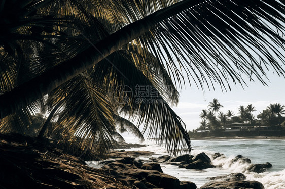 棕榈树沙滩图片