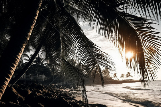 热带海滩的棕榈树图片