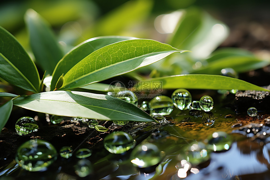 绿色植物上的水珠图片